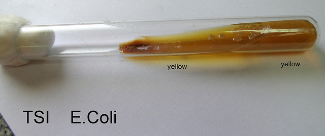 E. Coli Truth